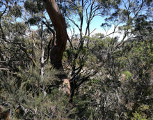 Load image into Gallery viewer, Healing Marathon - Releasing