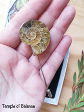 Load image into Gallery viewer, Ammonite Box Set - Pendant & pin