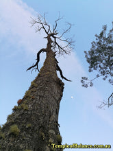 Load image into Gallery viewer, ART TUTORIAL - step by step tree drawing