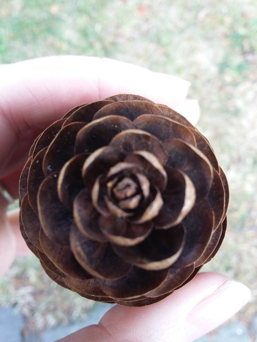 CURRENT ENERGY REPORT SNIPPET