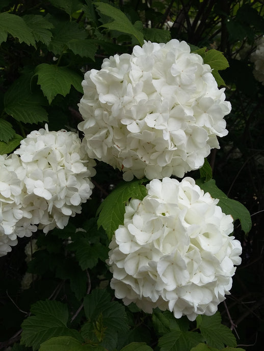 CURRENT ENERGY REPORT SNIPPET