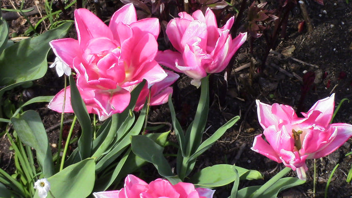 CURRENT ENERGY REPORT SNIPPET