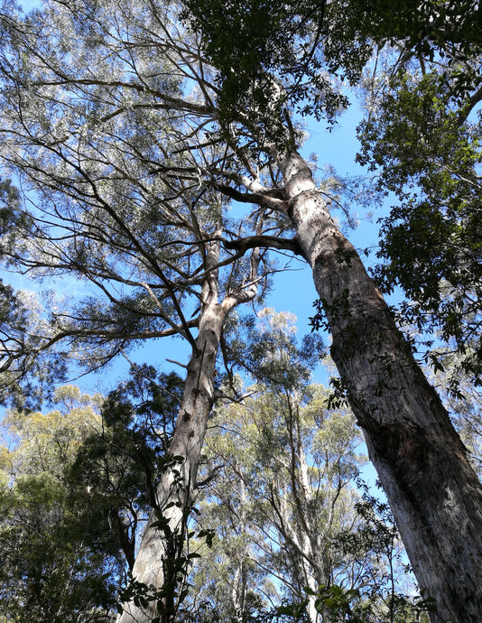 CURRENT ENERGY REPORT SNIPPET