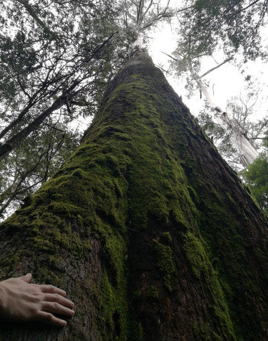 SPIRITUAL CONNECTIONS - week 4 of 4.