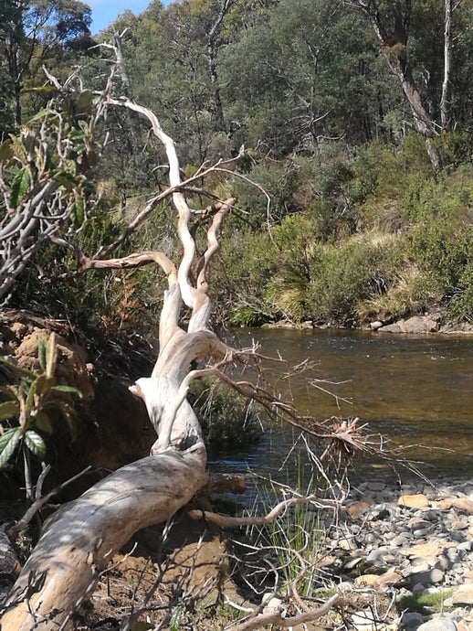 CURRENT ENERGY REPORT SNIPPET