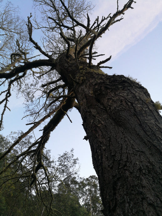 CURRENT ENERGY REPORT SNIPPET