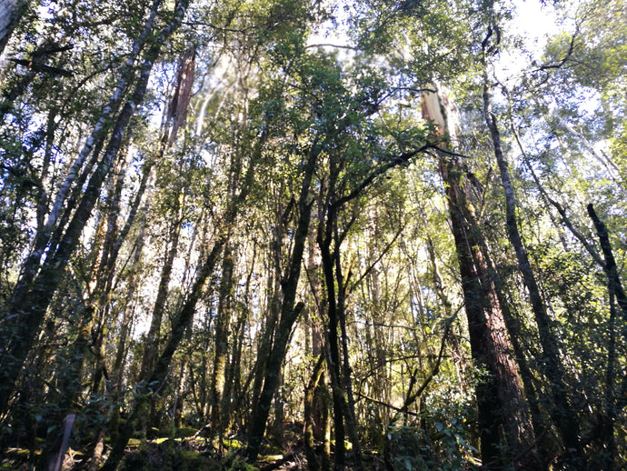 CURRENT ENERGY REPORT SNIPPET