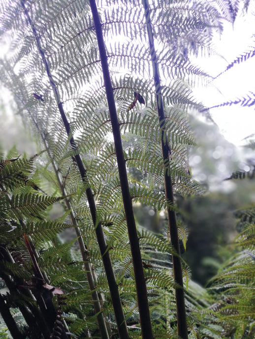 CURRENT ENERGY REPORT SNIPPET