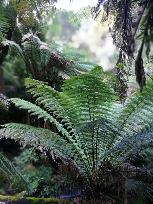 CURRENT ENERGY REPORT SNIPPET