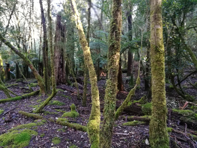 CURRENT ENERGY REPORT SNIPPET