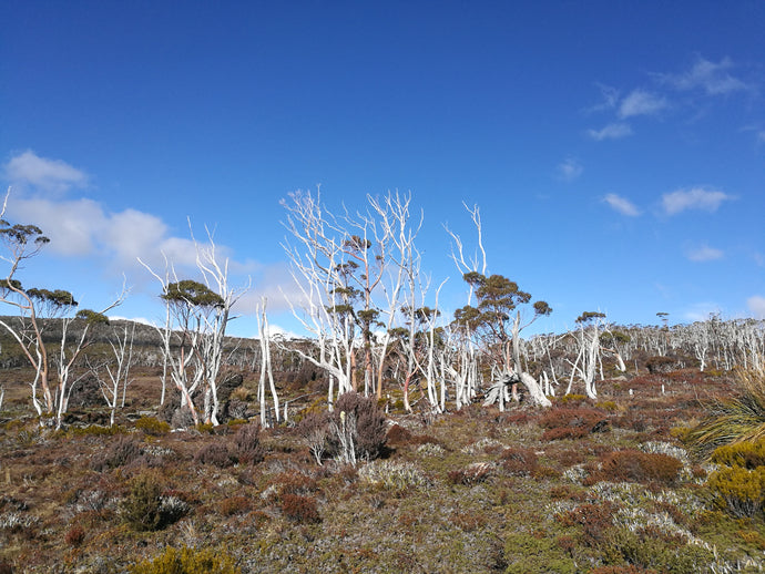 CURRENT ENERGY REPORT SNIPPET