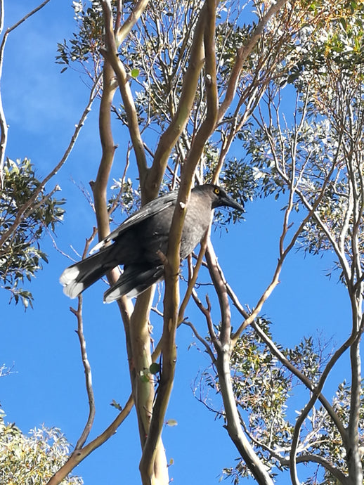 CURRENT ENERGY REPORT SNIPPET