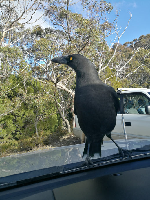 CURRENT ENERGY REPORT SNIPPET