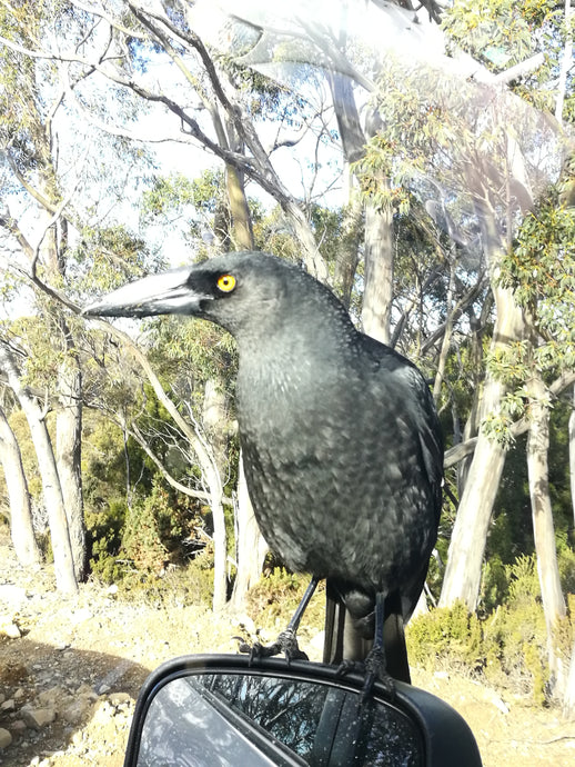 CURRENT ENERGY REPORT SNIPPET