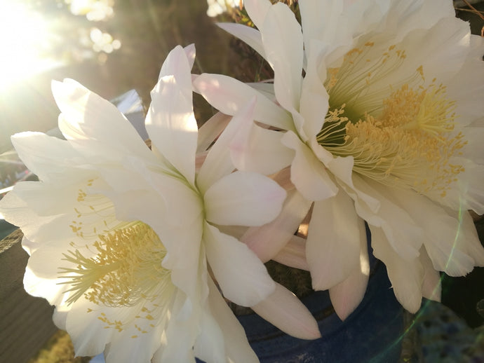 CURRENT ENERGY REPORT SNIPPET