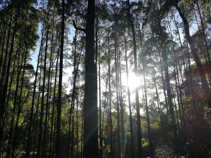 CURRENT ENERGY REPORT SNIPPET