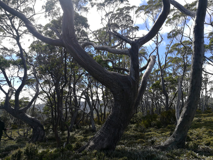 CURRENT ENERGY REPORT SNIPPET