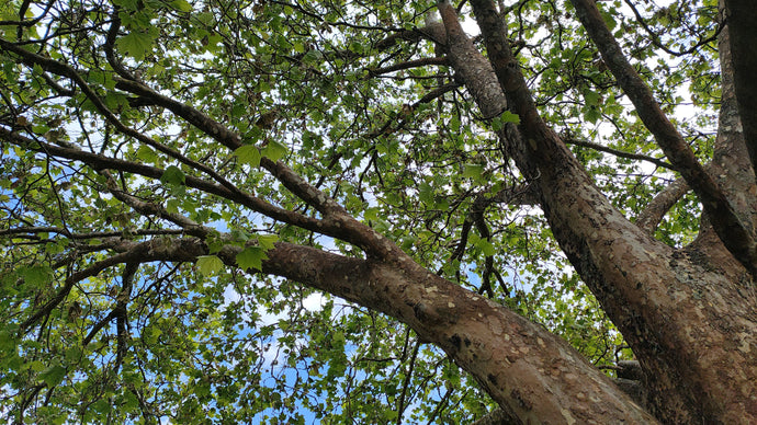 CURRENT ENERGY REPORT SNIPPET