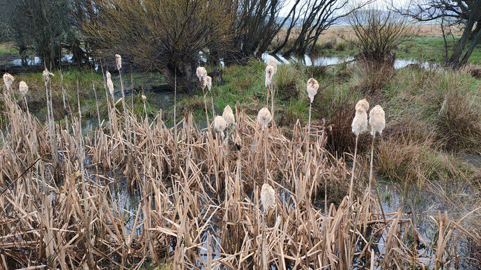 CURRENT ENERGY REPORT SNIPPET