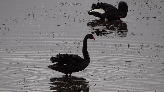 CURRENT ENERGY REPORT SNIPPET