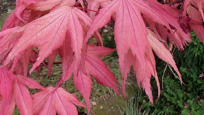 CURRENT ENERGY REPORT SNIPPET