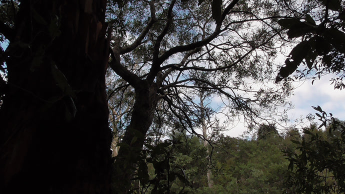 CURRENT ENERGY REPORT SNIPPET